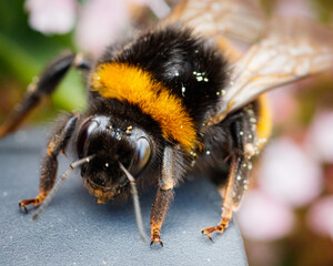 Bumble Bee close up