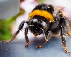 Bumble Bee close up