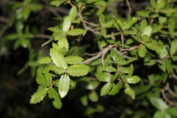 green leaves