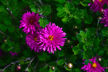 Fototapeta premium Maroon chrysanthemum flowers on a green Bush in the garden