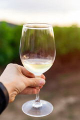 Woman is toasting with white wine after harvesting. Wine production