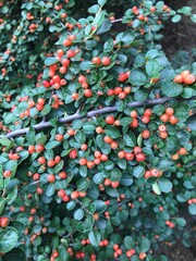 berries in the garden