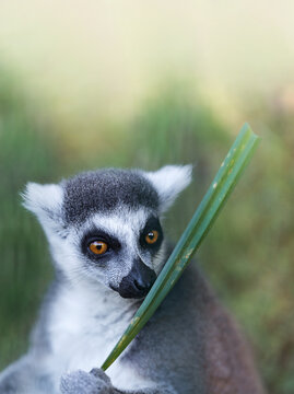 ring tailed lemur catta primate