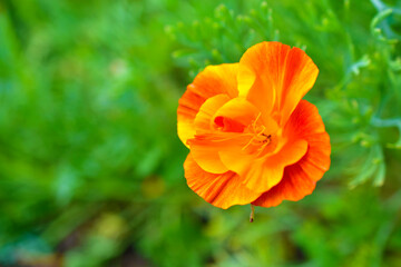 Fototapeta premium Yellow and red flowers Eshsholtsiya closeup in the green