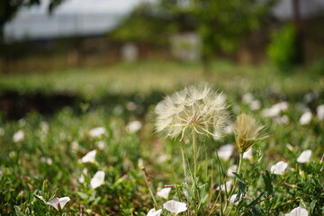 fluffy dandelion flower and birch bindweed flowers grow in the sunny garden