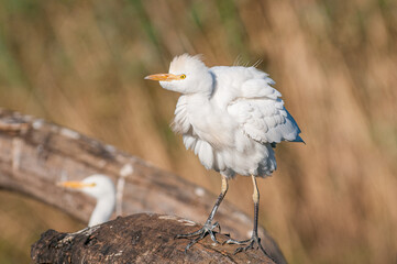 Cattle Egret in the Wind
