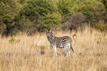 Obraz na płótnie Canvas One-eared Zebra