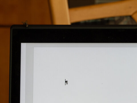 Fly Sitting On Computer Screen With Blank Word Processing Document Open