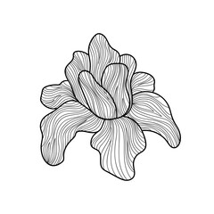 Iris flower with line patterns on white isolated. Botanical doodle illustration. For coloring book pages.