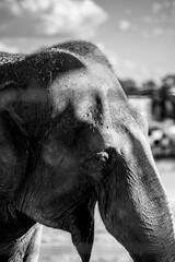 Animales en semilibertad descansando al aire libre, elefante, camello, leonas, cebra, ciervo, cabra © isabelbueno