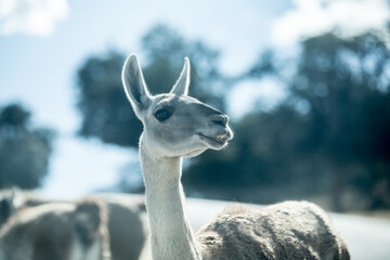 Animales en semilibertad descansando al aire libre, elefante, camello, leonas, cebra, ciervo, cabra