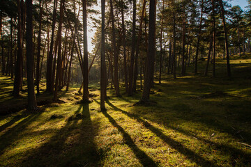 Sunrise pine forest