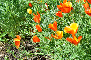 Flowers carpet Escholzia yellow and red flowers