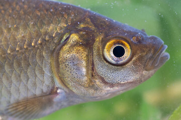 Tête de poisson
