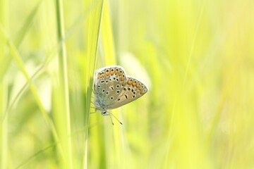Common Blue Butterfly on a spring meadow in the sunshine