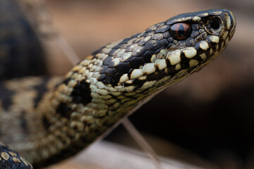 Vipère péliade (Vipera berus)