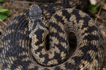 Vipère péliade (Vipera berus)
