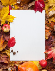 Naklejka na ściany i meble Flat white A4 paper sheet lying in front of an autumn composition with colorful foliage and autumn decoration frame season thanksgiving festivity invitation letter sale social media marketing