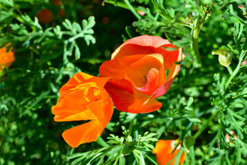 Flowers carpet Escholzia yellow and red flowers