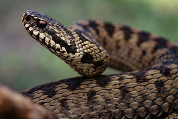 Vipère péliade (Vipera berus)