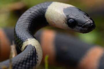Serpent coloré (Oxhyropus petolarius)