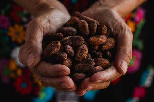 Cocoa beans close-up on indigenous hands