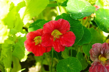 Beautiful red tropaeolum majus flower (nasturtium) with green round leaves background.