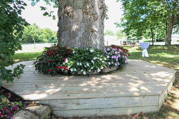 bench and flowers around a tree trunk