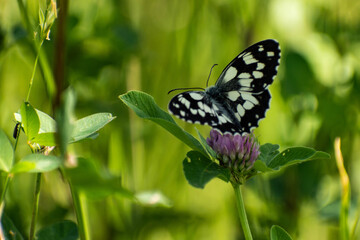 Fototapeta premium Schmetterling