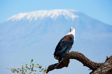 Bald eagle perched on thick branch