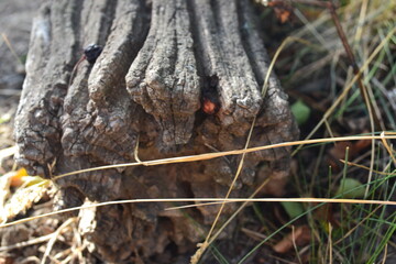 dead tree trunk