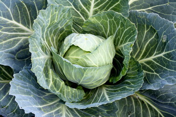 Fresh cabbage from the field. View of green cabbage plants. Vegetarian food. Fresh green cabbage grown in a vegetable farm.