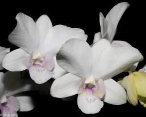 Fototapeta na wymiar Background is Darkness Orchid 6