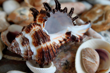 Seashell. Sink. Seashell on the shore. Seashell in the sea.