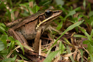 Grenouille Lithobates sp. Equateur