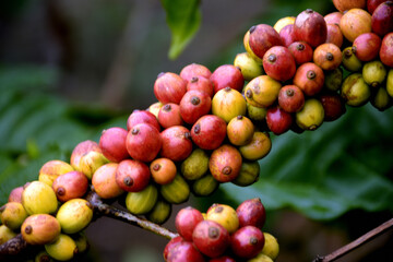 fresh coffee bean on the branch
