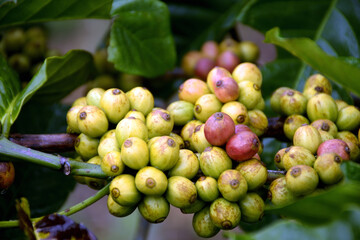 bunch of coffee beans on a branch