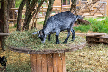 A portrait of a sleeping goat in a stable of a free range, London