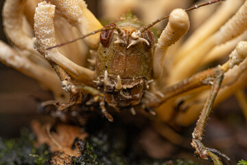 Cordyceps sur sauterelle