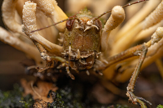 Cordyceps sur sauterelle