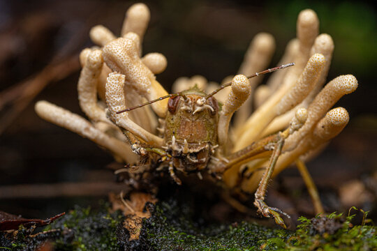 Cordyceps sur sauterelle