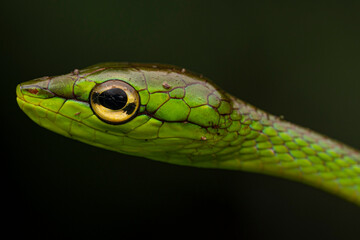 Serpent liane, Oxybelis brevirostris Equateur