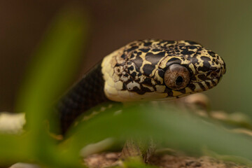 Serpent, Dispas vermiculata, Equateur