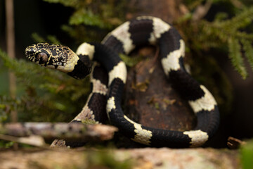 Serpent, Dispas vermiculata, Equateur