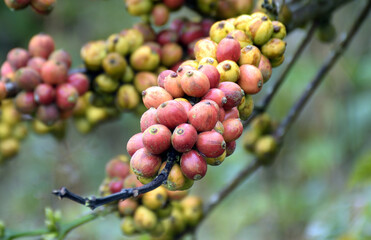 bunch of coffee beans on a branch