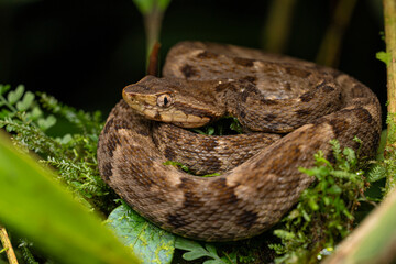 Serpent Bothrops atrox, Equateur