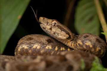 Serpent Bothrops atrox, Equateur