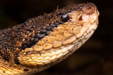 Serpent Lachesis muta, Equateur