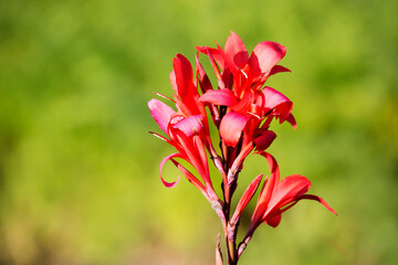 Canna flower.
These flowers are common in India, China, South and Central America.