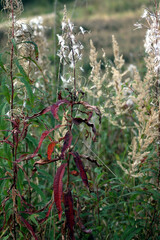 withering plants in the first days of autumn